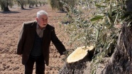 Kilis'te hırsızlar 200 yıllık zeytin ağaçlarını kesti