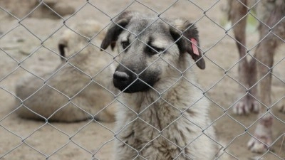 Kilis'te son iki yılda yaklaşık 3 bin sokak k&ouml;peği toplandı