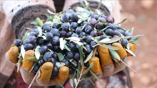 Kilis'te zeytin hasadı başladı