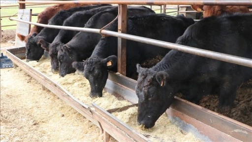 Kilisli &uuml;retici devlet desteğiyle s&uuml;r&uuml;s&uuml;n&uuml; b&uuml;y&uuml;tt&uuml;