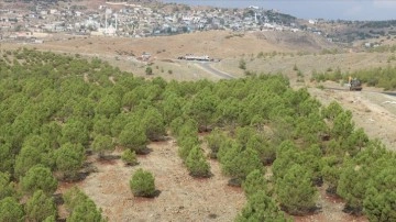 Kilis'te atıl durumdaki araziler köylüye gelir getirici ağaç türleriyle yeşeriyor