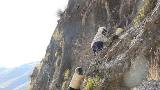 Kilometrelerce yürüyerek ulaştıkları dağlık alanda kaya balı hasadı yaptılar