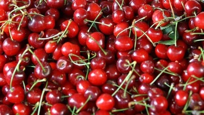 Kirazda kalite ve y&uuml;ksek verim ihracatta avantaj sağlayacak