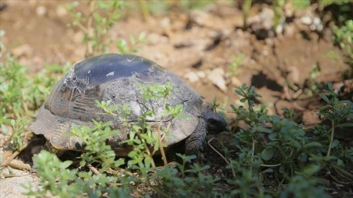 Kırık kabuğu ahşap ustasının dokunuşuyla onarılan kaplumbağa doğaya salındı