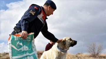 Kırıkkale'de jandarma ekipleri sahipsiz köpeklere reflektörlü tasma takıyor