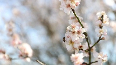 Kırklareli'de badem ağa&ccedil;ları &ccedil;i&ccedil;ek a&ccedil;tı