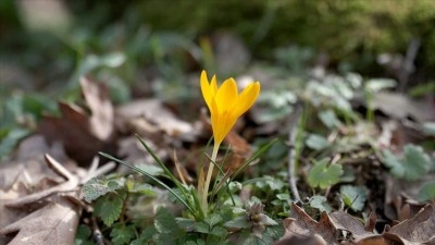 Kırklareli'nde bahar renkleri Istranca ormanlarını s&uuml;sledi