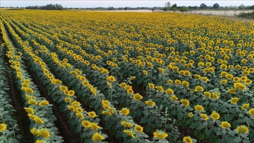 Kırklareli'nde "gündöndü" tarlaları doğaya renk kattı