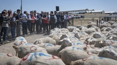 "Kırsalda Bereket K&uuml;&ccedil;&uuml;kbaşa Destek Projesi" kapsamında ilk hayvanların teslim t&ouml;reni yapıl
