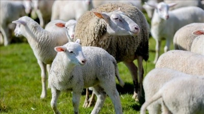 "Kırsalda Bereket K&uuml;&ccedil;&uuml;kbaşa Destek" projesine başvurular başladı