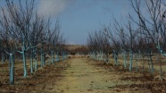 Kırşehir'de ceviz ağaçları 'bordo bulamacı' ile maviye büründü