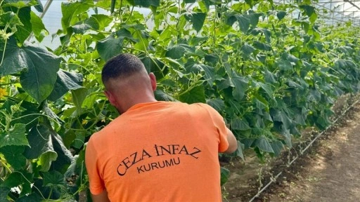 Kırşehir'de hükümlüler 400 dönümlük alanda tarım ve hayvancılığa katkıda bulunuyor