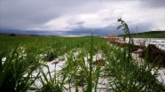 Kırşehir'de sağanak ve dolu tarım alanlarına zarar verdi