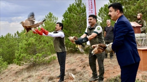 Kırşehir'de tedavi edilen 25 kuş, Bozkır Dağları'na yeniden kanat çırptı
