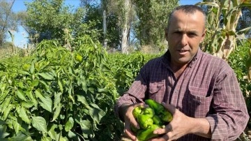 Kırşehirli çiftçilerden Avrupa'ya Cemele biberi