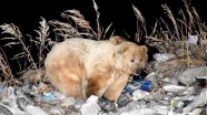 Kış uykusundan uyanan boz ayılar ilçeye indi