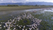 Kışı Eber Gölü'nde geçiren flamingolar güzellikleriyle ilgi çekiyor