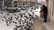 Kışın güvercinlerin yemi esnaftan