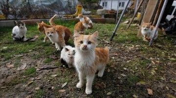 Kışın şehre dönenlerin geride bıraktığı kedilere köy muhtarı sahip çıkıyor