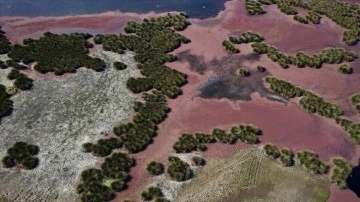 Kızıl eğrelti otları Kızılırmak Delta'sında su yüzeylerini kapladı