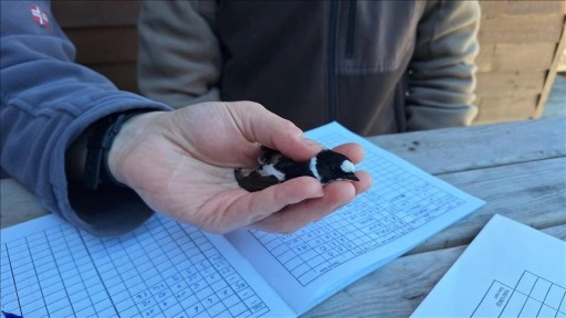 Kızılırmak Deltası Kuş Cenneti'nde kuş halkalama çalışması devam ediyor