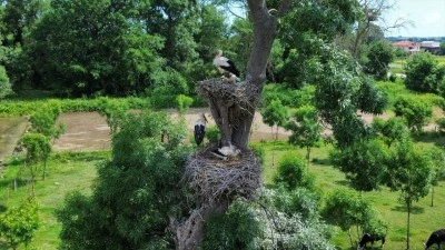 Kızılırmak Deltası Kuş Cenneti'ndeki leylekler yavrularını b&uuml;y&uuml;t&uuml;yor