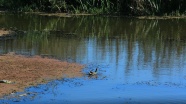 Kızılırmak Deltası Kuş Cenneti UNESCO geçici listesinde