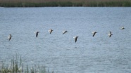 Kızılırmak Deltası kuşlarla şenlendi