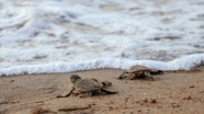 KKTC&#039;de caretta caretta ve yeşil kaplumbağa yavruları denizle buluştu