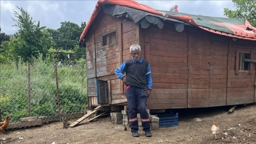 Kocaeli'de sahipsiz köpeklerin saldırdığı 80 kümes hayvanı telef oldu