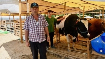 Kocaeli'de ağırlıkları yaklaşık 3 ton olan üç boğa, toplam 680 bin liraya satıldı