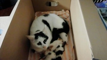 Kocaeli'de çöpte bulunan 3 kedi yavrusunu, yeni doğum yapan kedi besliyor