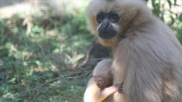 Kocaeli'deki hayvanat bahçesinde bu yıl 23 türde 93 yavru doğdu
