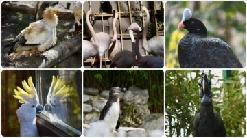 Kocaeli'deki hayvanat bahçesinde kuşların nesli özel programla korunuyor