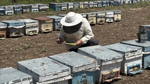 Kocatepe'nin son yağışlarla çiçeklenen yaylaları gezgin arıcıları ağırlıyor