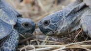 Konaklar köyünün sevimli misafirleri: 'kara kaplumbağaları'