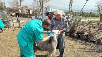 Konya Büyükşehir Belediyesi ekipleri, Hatay'da veterinerlik hizmeti veriyor