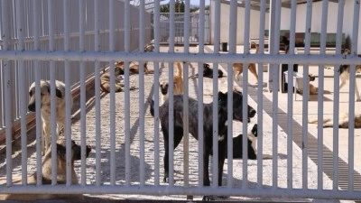 Konya'da bir kişiyi ısıran k&ouml;peğin sahibine 108 bin lira ceza