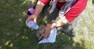 Konya'da bulunan yavru tilki biberonla beslendi