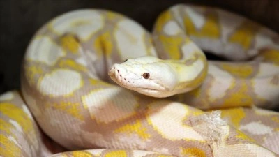 Konya'daki merkezde albino pitonlara &ouml;zel şartlarda bakılıyor