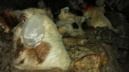 Konya&#039;nın meşhur Kembos peyniri mağarada olgunlaşıyor