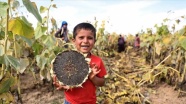 Konya Ovası'nda yağlık ayçiçeği verimiyle çiftçinin yüzünü güldürüyor