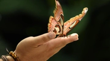 Konya Tropikal Kelebek Bahçesi bu yıl 569 bin 388 ziyaretçiyi ağırladı