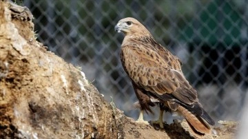 Konya'daki merkez doğaya salınamayan yırtıcı kuşların yuvası oldu
