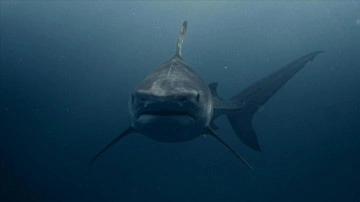 Köpek balığı saldırıları, geçen yıl en fazla ABD'de oldu