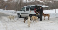 Köpeklerin karnını doyurmak için her gün 50 kilometre yol gidiyor