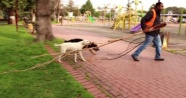 Köpeklerin park görevlisiyle inatlaşması
