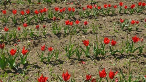 Koruma altına alınan Muş lalesi seri üretimle ekonomiye kazandırılacak