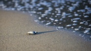 Korunan alanlarda 199 bin yavru kaplumbağa denize ulaştı