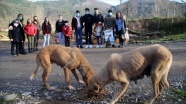 Kovid-19 nedeniyle köylerinde kalan gençler çevre temizliği yapıyor, sokak hayvanlarına bakıyor
